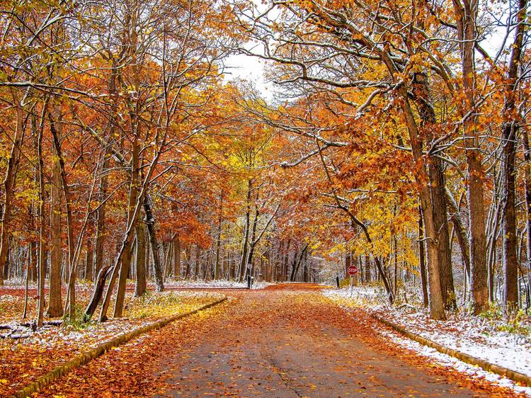 Ned Brown Forest Preserve