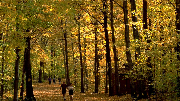 Morgan Arboretum