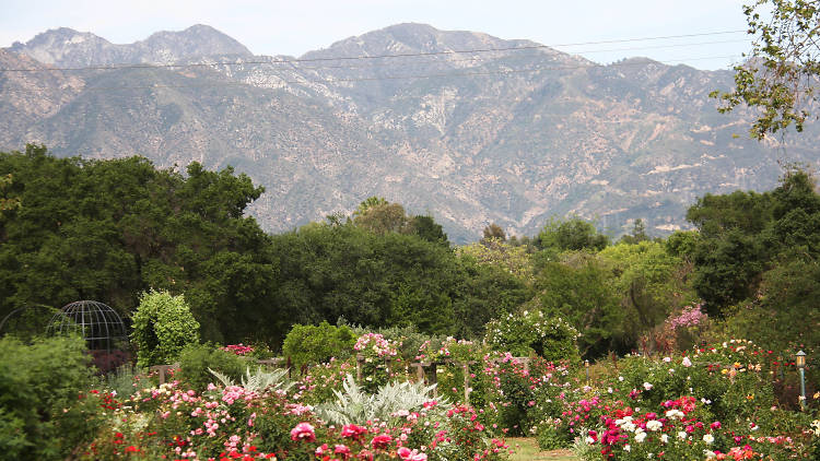 Stroll through SoCal flora at Descanso Gardens