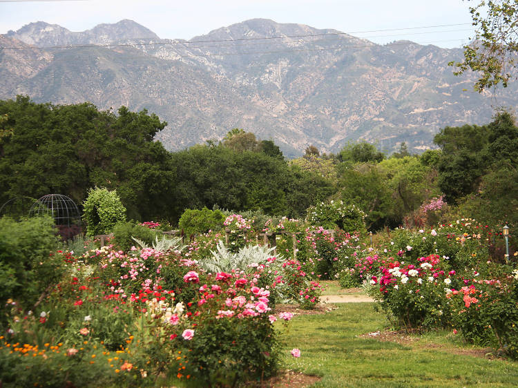 Stroll through SoCal flora at Descanso Gardens