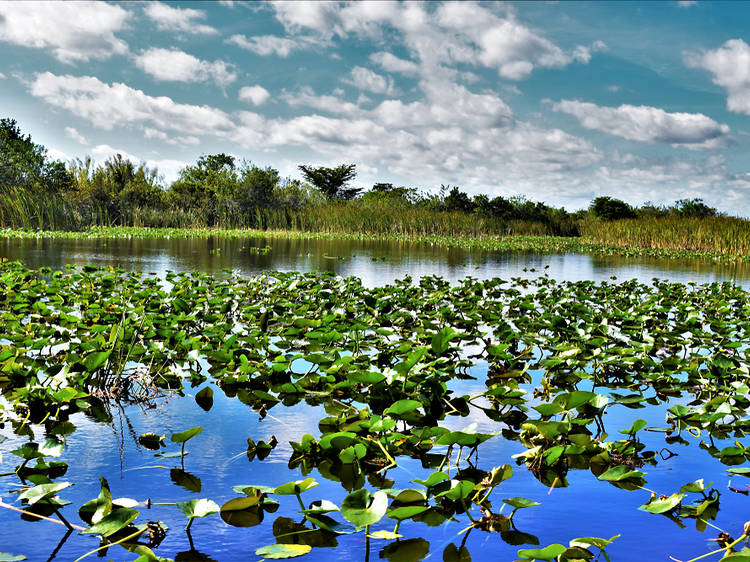 Okeechobee