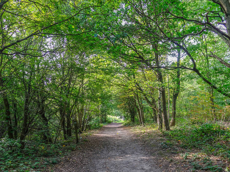 13 fairytale forests to visit in the UK