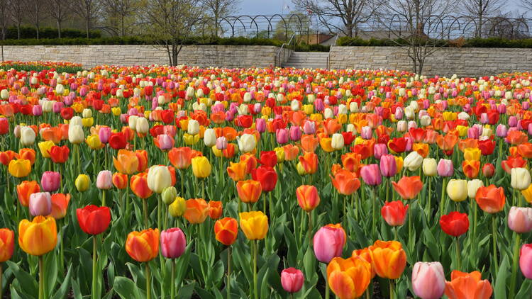 Take a nature walk through Cantigny Park