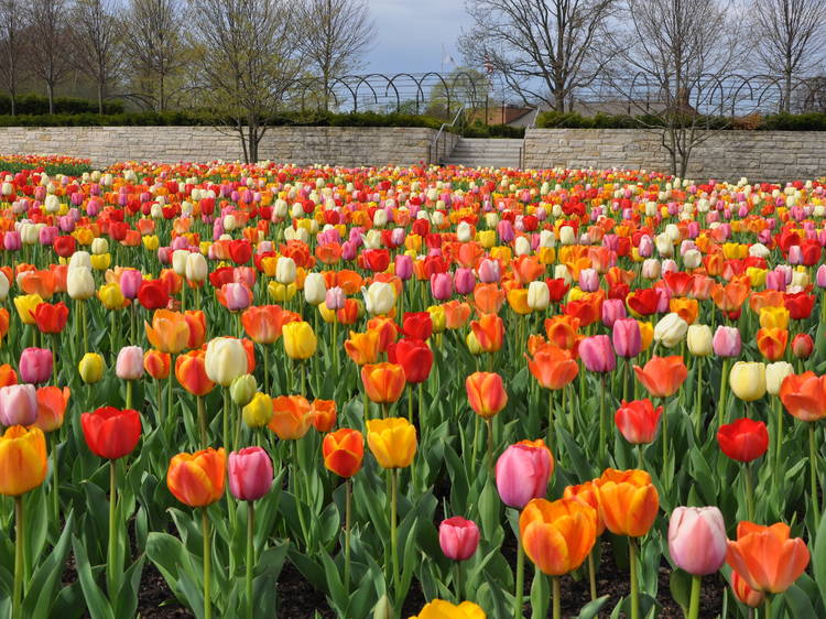 Take a nature walk through Cantigny Park