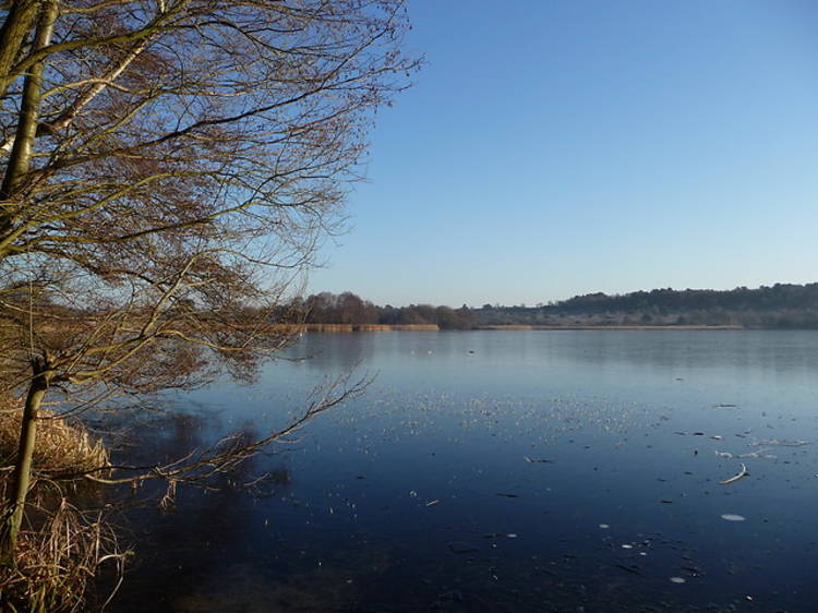 Frensham Great Pond, Frensham