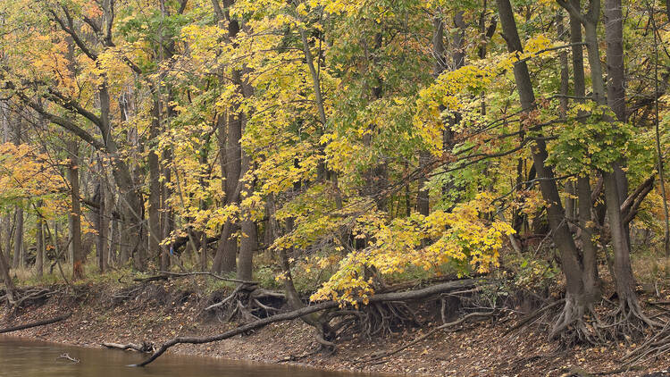 Edward L. Ryerson Conservation Area