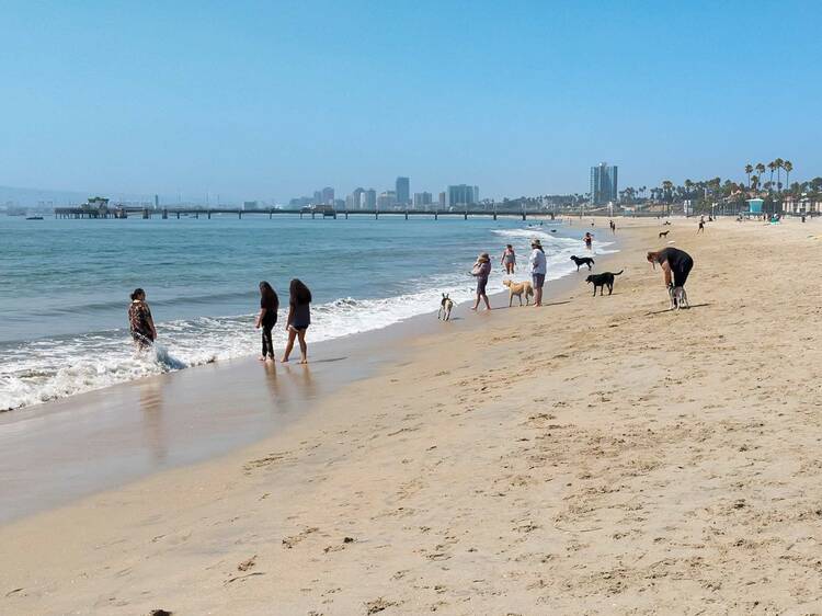 Take your pup to the only off-leash beach, Rosie’s Dog Beach