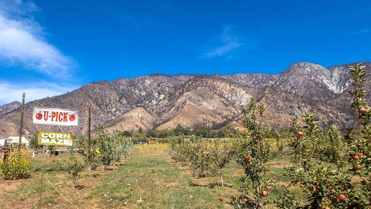 Go apple picking in the mountains