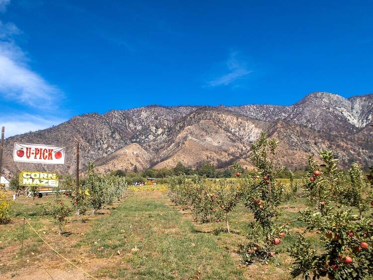 Go apple picking in the mountains