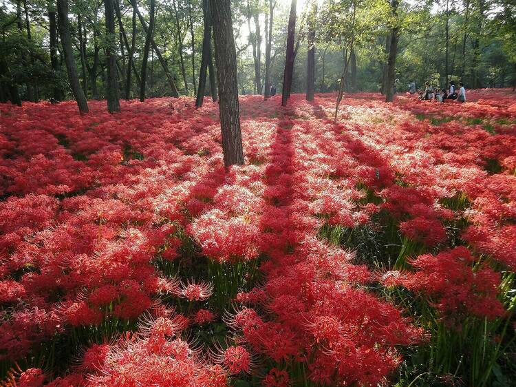 Five million red spider lilies will be blooming at this Saitama park soon