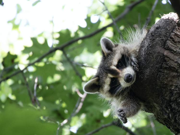 See a raccoon crash through LaGuardia Airport's ceiling in this astounding video