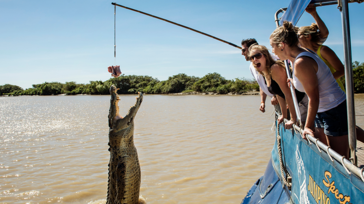 Go on a Spectacular Jumping Crocodile Tour