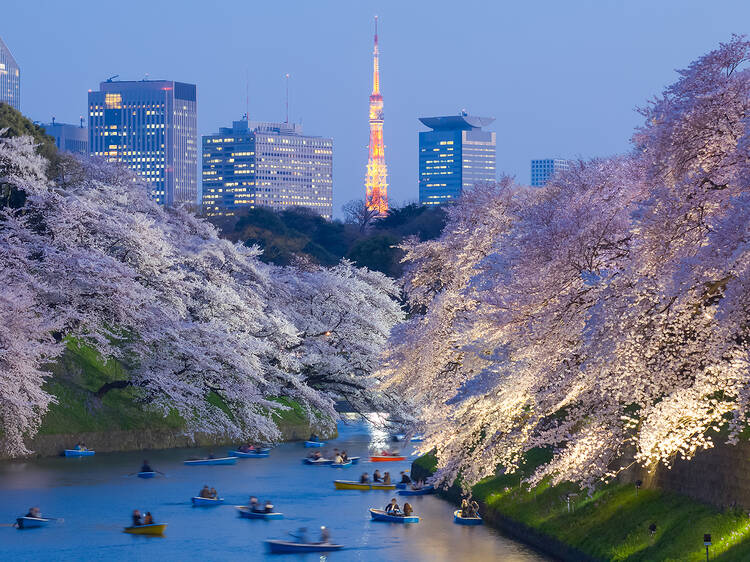 Here's the official Japan cherry blossom forecast for 2025