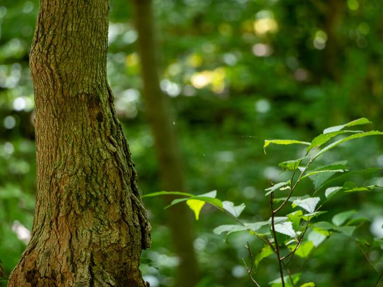 Pokagon State Park