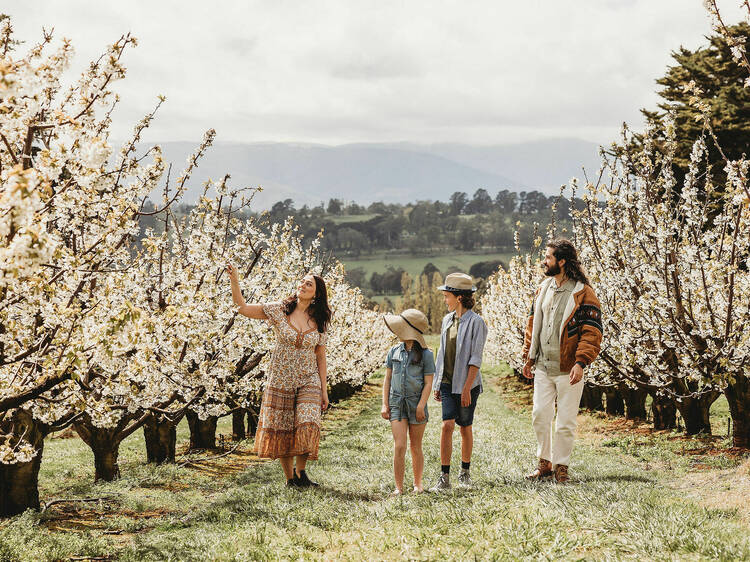 Where to see cherry blossoms in full bloom