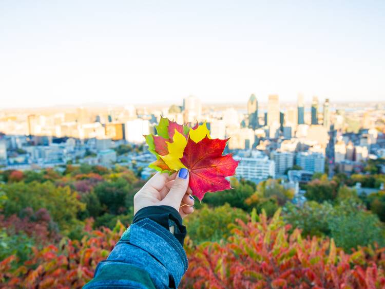 Check out the fall foliage in and around Montreal