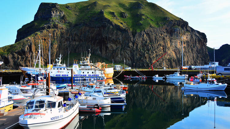 Go to a new food festival on a remote Icelandic island