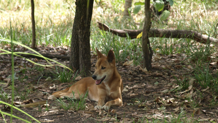 Get up close to native wildlife