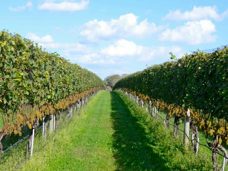 New York is home to one of America’s most Instagrammed vineyards