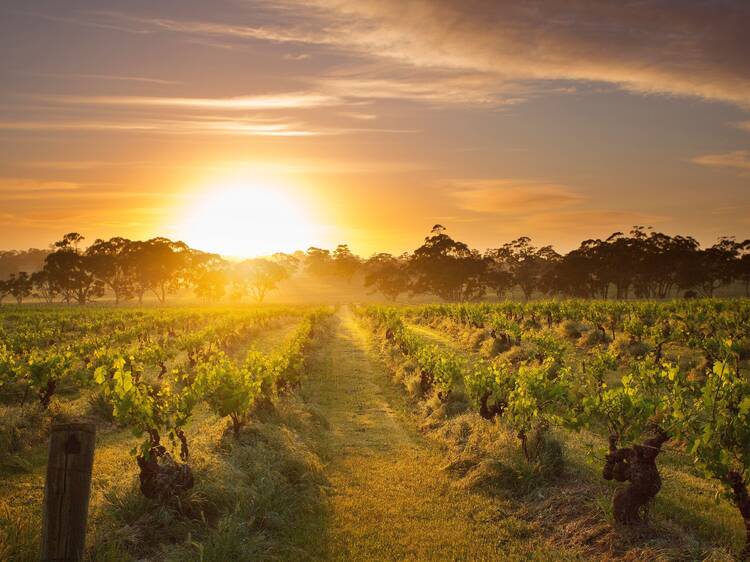 The 15 best Barossa Valley wineries