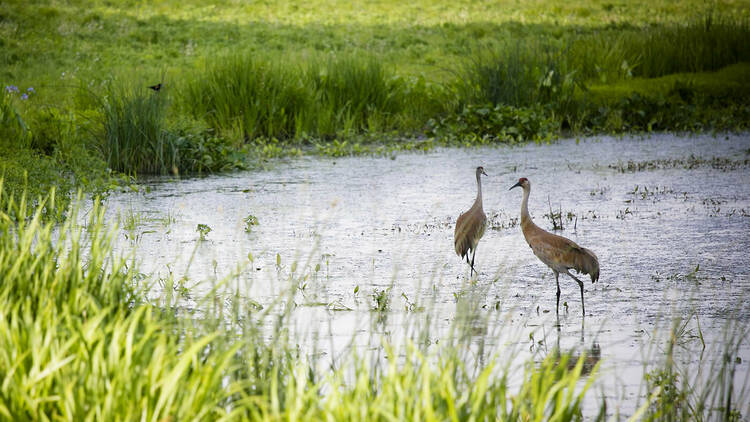 Go on an adventure in Cook County's first forest preserve