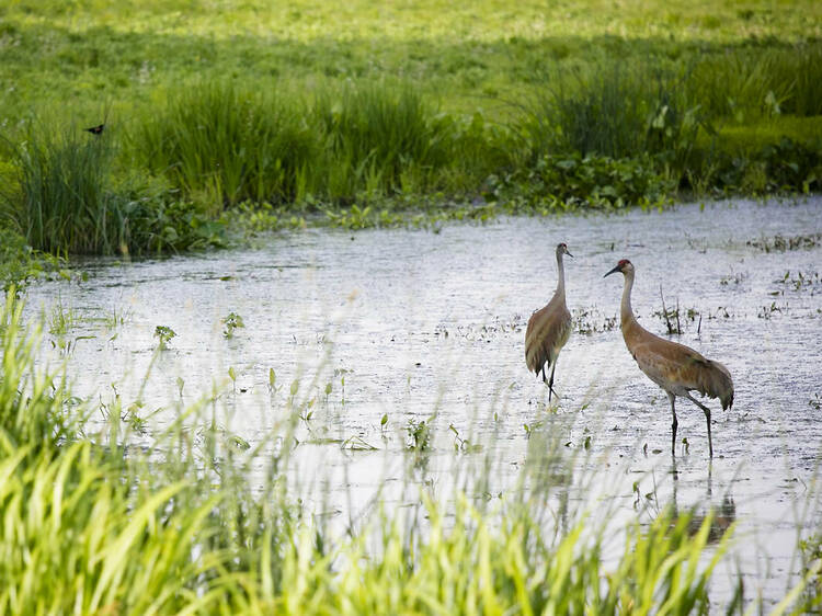 Go on an adventure in Cook County's first forest preserve