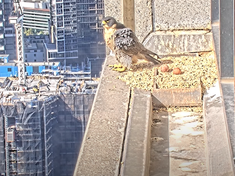 Melbourne's beloved falcons are back in their Collins Street nest, and two new chicks are set to hatch soon