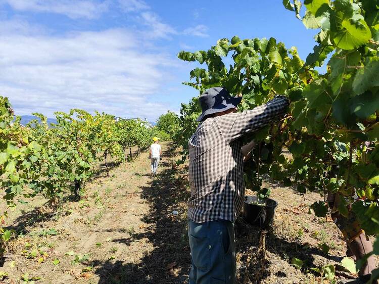 Na Quinta de Soalheiro o Alvarinho vindima-se em família