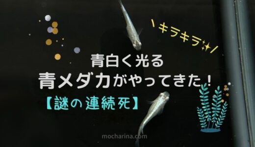 キラキラ青白く光る青メダカがやってきた！【謎の連続死を食い止めろ編】