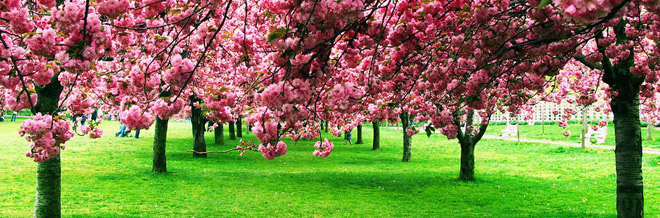 30 Astonishing Cherry Blossom Pictures