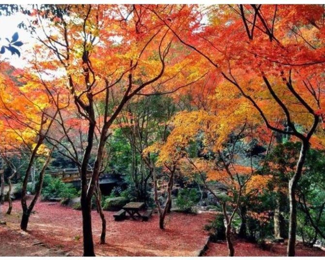 初心者にもおすすめ！絶景の紅葉が楽しめる登山、広島・弥山(みせん)【見頃｜11月中旬〜11月下旬】