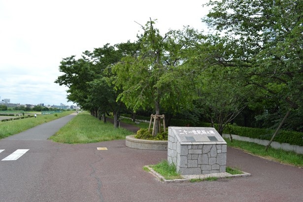 ガス橋緑地一帯に続く多摩川土手沿いの桜並木