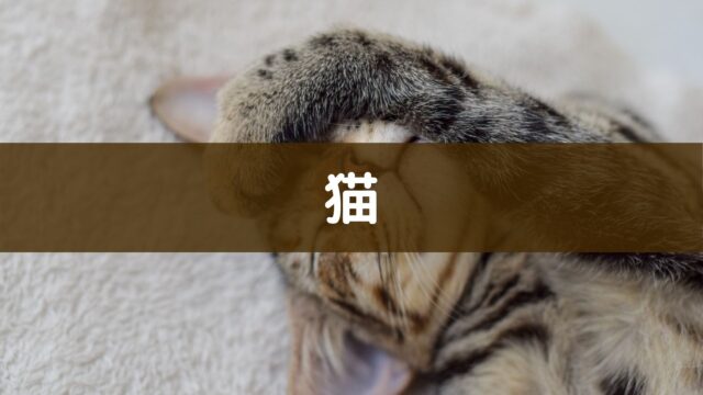 猫