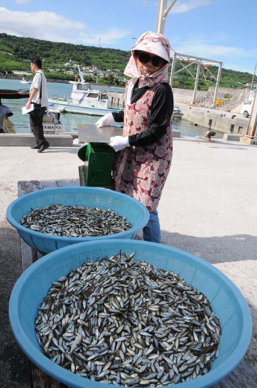 水揚げされたばかりの新鮮なスク＝２１日午後４時１４分、南城市玉城・奥武漁港