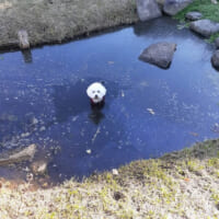 公園で楽しく走り回っていたはずなのに……突然の池ポチャに困惑する犬と飼い主