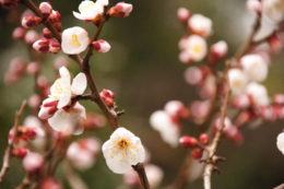 梅の花と蕾のフリー画像素材