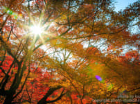 紅葉の撮り方 逆光