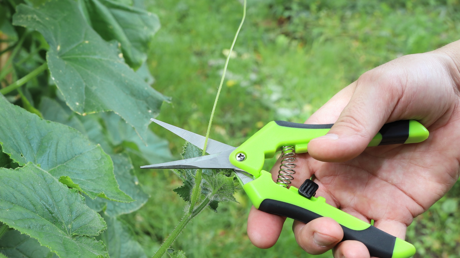 pruning cucumber plant