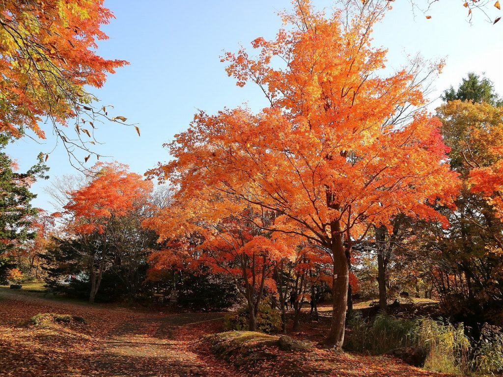 紅葉のイメージ