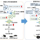 自閉スペクトラム症の新たな病態メカニズムを解明、藤田医科大らの研究 画像