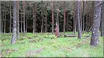  : A coniferous plantation by Richard Webb