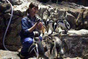 「いきものに年末年始はない」けれど…推しペンギンの年賀状で年始め