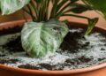 how to get rid of mold in houseplant soil