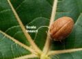 Scale On Plants How To Get Rid Of Insects On Houseplants