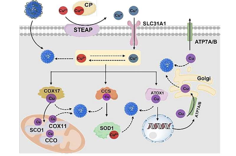 Scientists develop copper depletion strategy for advanced cuproptosis therapy