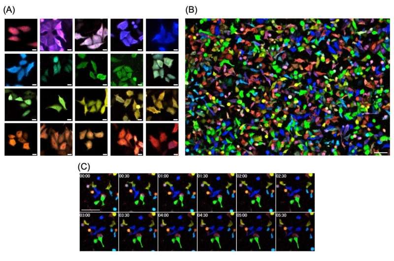 Bioluminescent cell imaging gets a glow-up