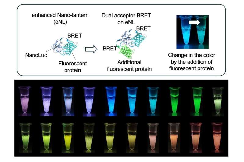 Bioluminescent cell imaging gets a glow-up