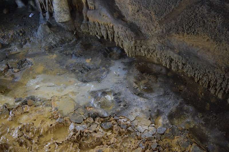 First scientific study on cave bear tracks in the Iberian Peninsula