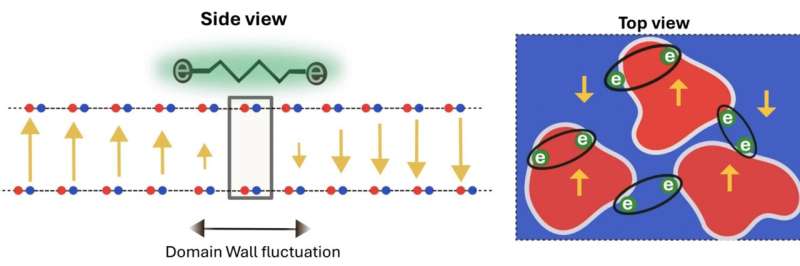 Researchers predict superconductivity emerging from domain wall fluctuations in sliding ferroelectrics