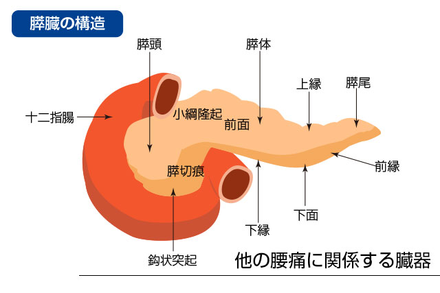 図解：臓器